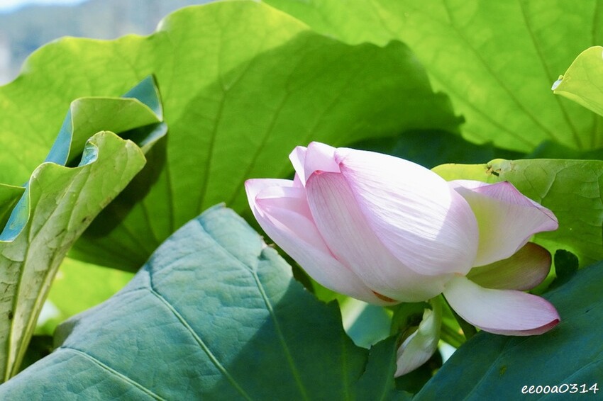 雙溪荷花季開跑|新北免費賞荷花景點推薦,免門票賞花拍照好去處 雙溪荷花季開跑|新北免費賞荷花景點推薦,免門票賞花拍照好去處