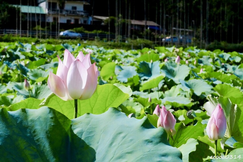 雙溪荷花季開跑|新北免費賞荷花景點推薦,免門票賞花拍照好去處 雙溪荷花季開跑|新北免費賞荷花景點推薦,免門票賞花拍照好去處