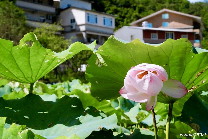 雙溪荷花季開跑|新北免費賞荷花景點推薦,免門票賞花拍照好去處 雙溪荷花季開跑|新北免費賞荷花景點推薦,免門票賞花拍照好去處
