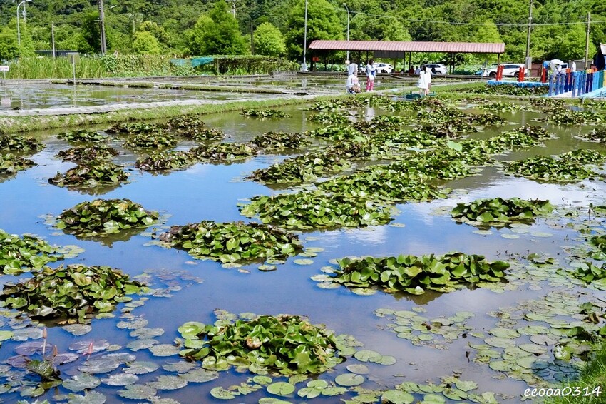 雙溪荷花季開跑|新北免費賞荷花景點推薦,免門票賞花拍照好去處 雙溪荷花季開跑|新北免費賞荷花景點推薦,免門票賞花拍照好去處