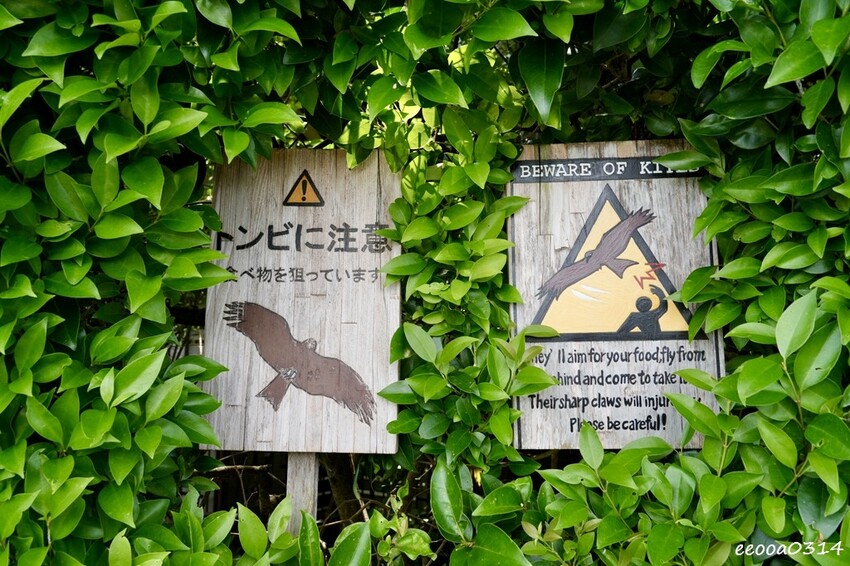 鎌倉一日遊推薦|親子散步景點「長谷寺」不只有紫陽花,四季皆美 鎌倉一日遊推薦|親子散步景點「長谷寺」不只有紫陽花,四季皆美