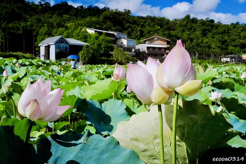 雙溪荷花季開跑|新北免費賞荷花景點推薦,免門票賞花拍照好去處 雙溪荷花季開跑|新北免費賞荷花景點推薦,免門票賞花拍照好去處