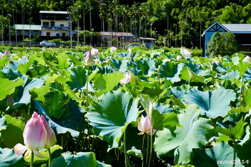 雙溪荷花季開跑|新北免費賞荷花景點推薦,免門票賞花拍照好去處 雙溪荷花季開跑|新北免費賞荷花景點推薦,免門票賞花拍照好去處