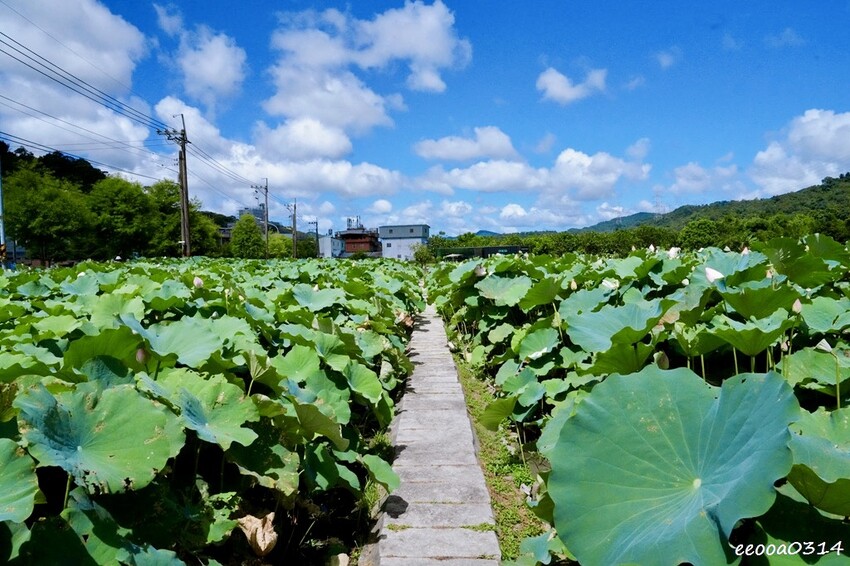 雙溪荷花季開跑|新北免費賞荷花景點推薦,免門票賞花拍照好去處 雙溪荷花季開跑|新北免費賞荷花景點推薦,免門票賞花拍照好去處
