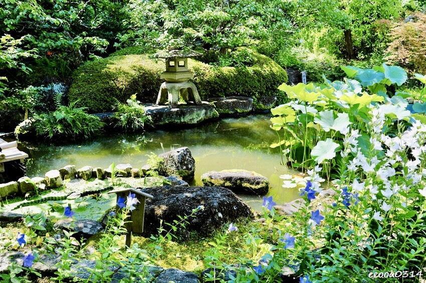 鎌倉一日遊推薦|親子散步景點「長谷寺」不只有紫陽花,四季皆美 鎌倉一日遊推薦|親子散步景點「長谷寺」不只有紫陽花,四季皆美