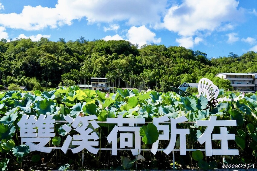 雙溪荷花季開跑|新北免費賞荷花景點推薦,免門票賞花拍照好去處 雙溪荷花季開跑|新北免費賞荷花景點推薦,免門票賞花拍照好去處