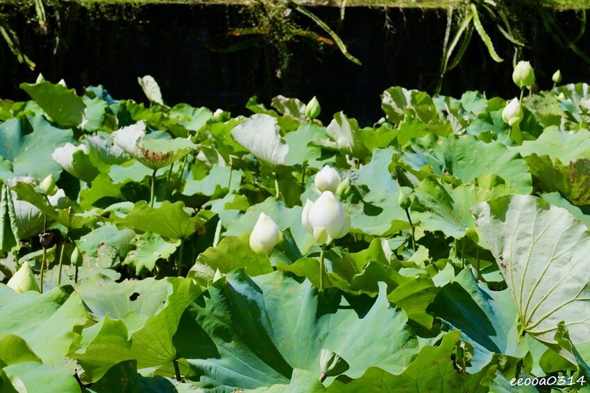 雙溪荷花季開跑|新北免費賞荷花景點推薦,免門票賞花拍照好去處 雙溪荷花季開跑|新北免費賞荷花景點推薦,免門票賞花拍照好去處