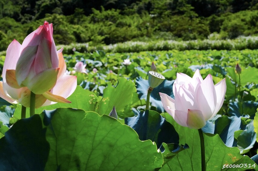 雙溪荷花季開跑|新北免費賞荷花景點推薦,免門票賞花拍照好去處 雙溪荷花季開跑|新北免費賞荷花景點推薦,免門票賞花拍照好去處