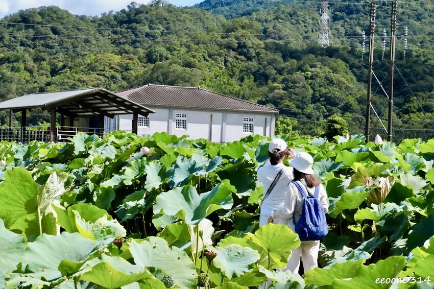 雙溪荷花季開跑|新北免費賞荷花景點推薦,免門票賞花拍照好去處 雙溪荷花季開跑|新北免費賞荷花景點推薦,免門票賞花拍照好去處