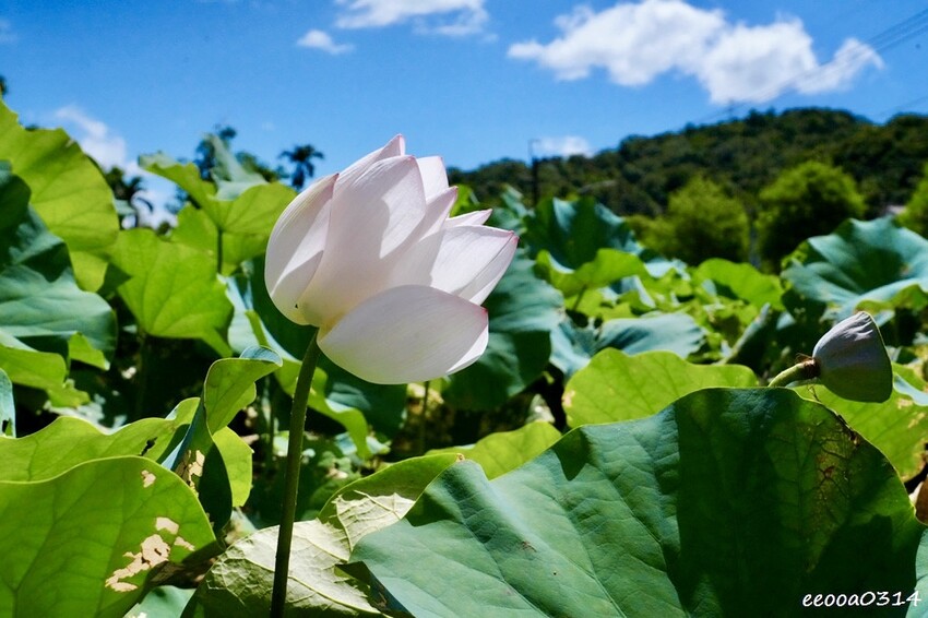 雙溪荷花季開跑|新北免費賞荷花景點推薦,免門票賞花拍照好去處 雙溪荷花季開跑|新北免費賞荷花景點推薦,免門票賞花拍照好去處