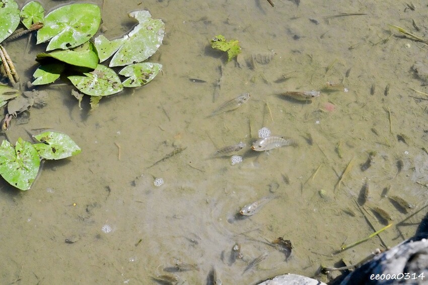 雙溪荷花季開跑|新北免費賞荷花景點推薦,免門票賞花拍照好去處 雙溪荷花季開跑|新北免費賞荷花景點推薦,免門票賞花拍照好去處