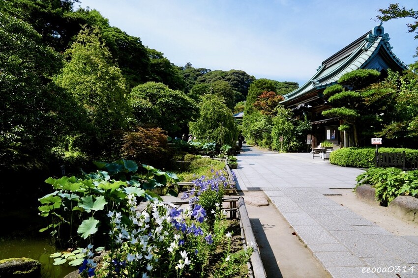 鎌倉一日遊推薦|親子散步景點「長谷寺」不只有紫陽花,四季皆美 鎌倉一日遊推薦|親子散步景點「長谷寺」不只有紫陽花,四季皆美