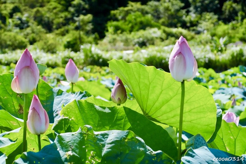 雙溪荷花季開跑|新北免費賞荷花景點推薦,免門票賞花拍照好去處 雙溪荷花季開跑|新北免費賞荷花景點推薦,免門票賞花拍照好去處