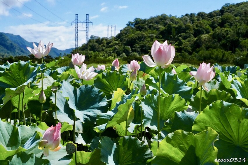 雙溪荷花季開跑|新北免費賞荷花景點推薦,免門票賞花拍照好去處 雙溪荷花季開跑|新北免費賞荷花景點推薦,免門票賞花拍照好去處