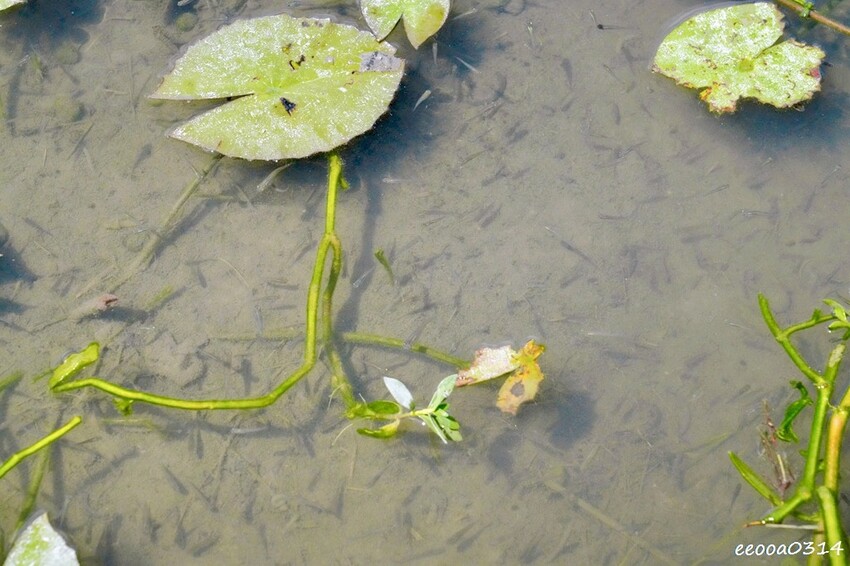雙溪荷花季開跑|新北免費賞荷花景點推薦,免門票賞花拍照好去處 雙溪荷花季開跑|新北免費賞荷花景點推薦,免門票賞花拍照好去處