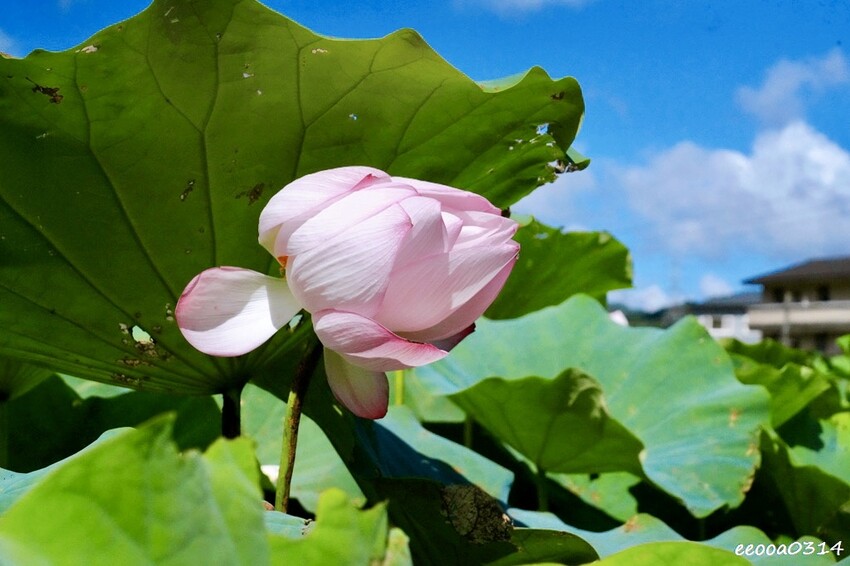 雙溪荷花季開跑|新北免費賞荷花景點推薦,免門票賞花拍照好去處 雙溪荷花季開跑|新北免費賞荷花景點推薦,免門票賞花拍照好去處