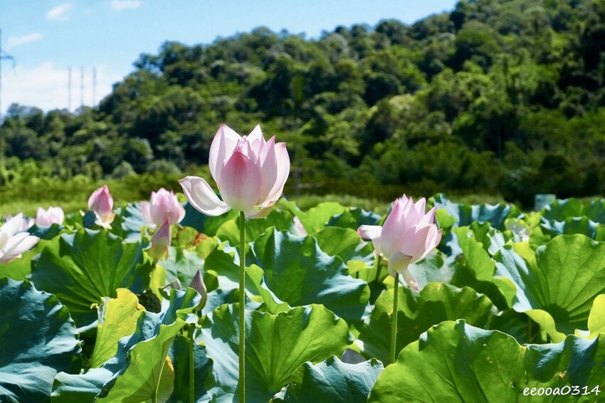雙溪荷花季開跑|新北免費賞荷花景點推薦,免門票賞花拍照好去處 雙溪荷花季開跑|新北免費賞荷花景點推薦,免門票賞花拍照好去處