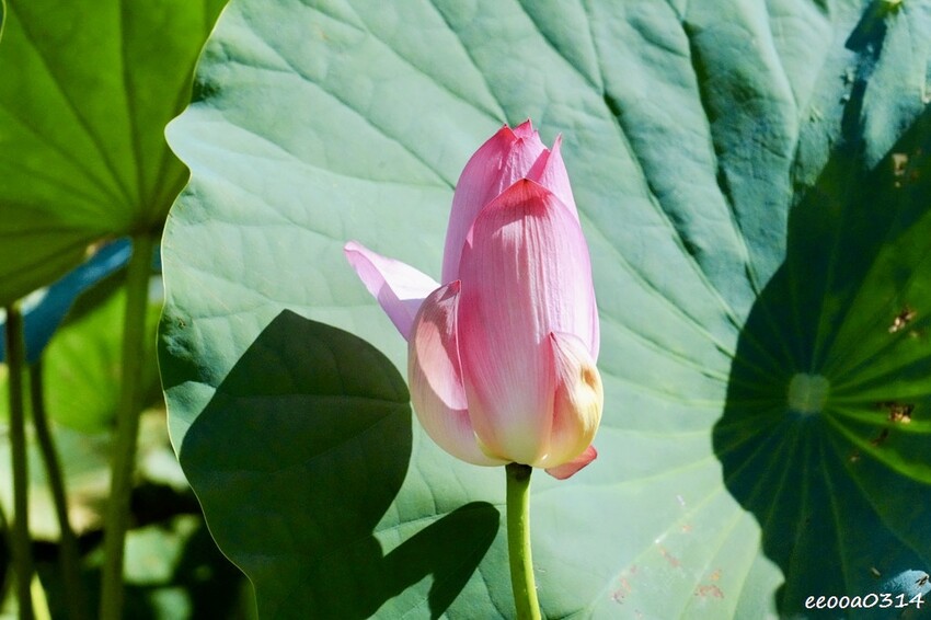 雙溪荷花季開跑|新北免費賞荷花景點推薦,免門票賞花拍照好去處 雙溪荷花季開跑|新北免費賞荷花景點推薦,免門票賞花拍照好去處