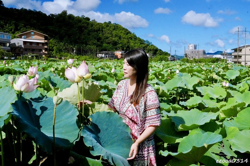 雙溪荷花季開跑|新北免費賞荷花景點推薦,免門票賞花拍照好去處 雙溪荷花季開跑|新北免費賞荷花景點推薦,免門票賞花拍照好去處