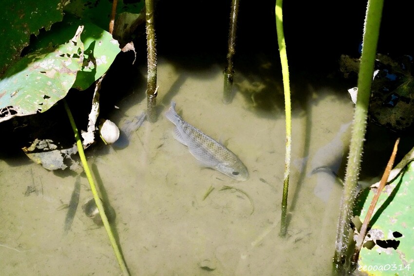 雙溪荷花季開跑|新北免費賞荷花景點推薦,免門票賞花拍照好去處 雙溪荷花季開跑|新北免費賞荷花景點推薦,免門票賞花拍照好去處