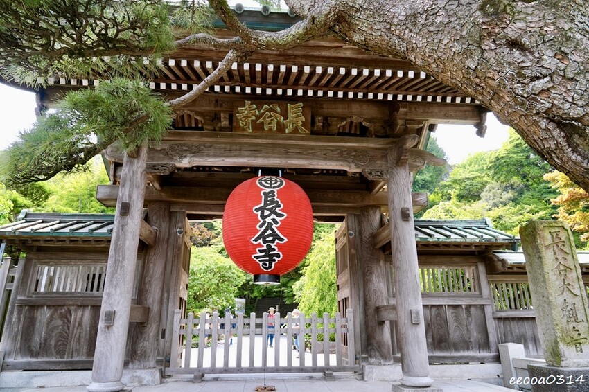 鎌倉一日遊推薦|親子散步景點「長谷寺」不只有紫陽花,四季皆美 鎌倉一日遊推薦|親子散步景點「長谷寺」不只有紫陽花,四季皆美