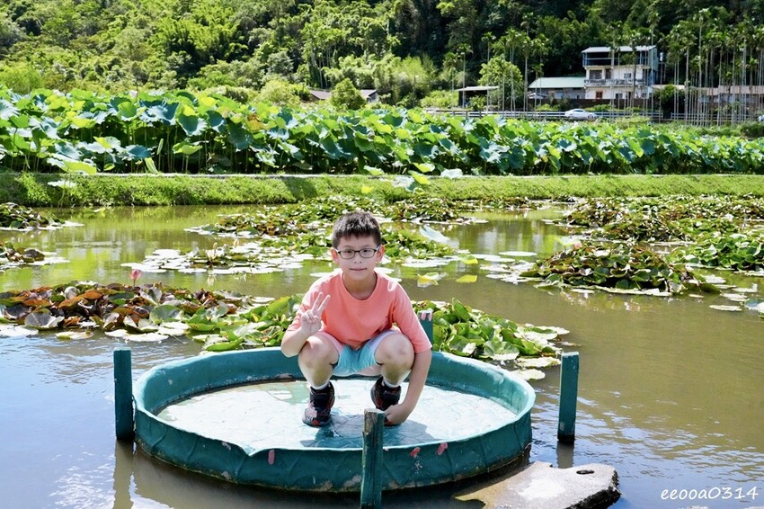 雙溪荷花季開跑|新北免費賞荷花景點推薦,免門票賞花拍照好去處 雙溪荷花季開跑|新北免費賞荷花景點推薦,免門票賞花拍照好去處