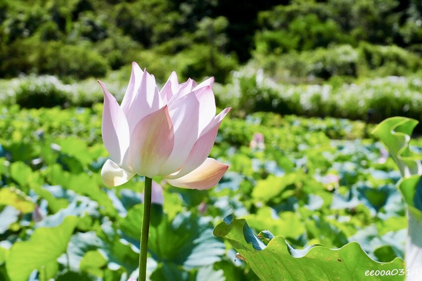 雙溪荷花季開跑|新北免費賞荷花景點推薦,免門票賞花拍照好去處 雙溪荷花季開跑|新北免費賞荷花景點推薦,免門票賞花拍照好去處