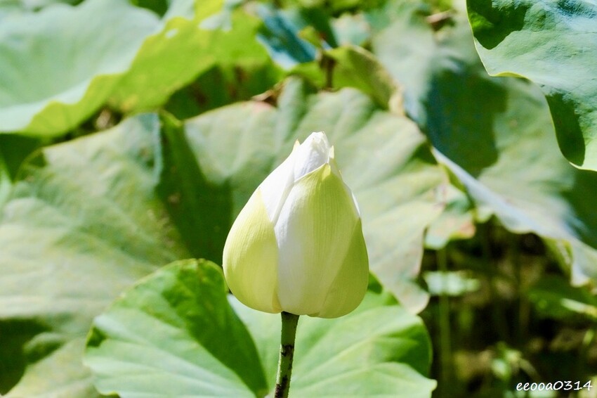 雙溪荷花季開跑|新北免費賞荷花景點推薦,免門票賞花拍照好去處 雙溪荷花季開跑|新北免費賞荷花景點推薦,免門票賞花拍照好去處