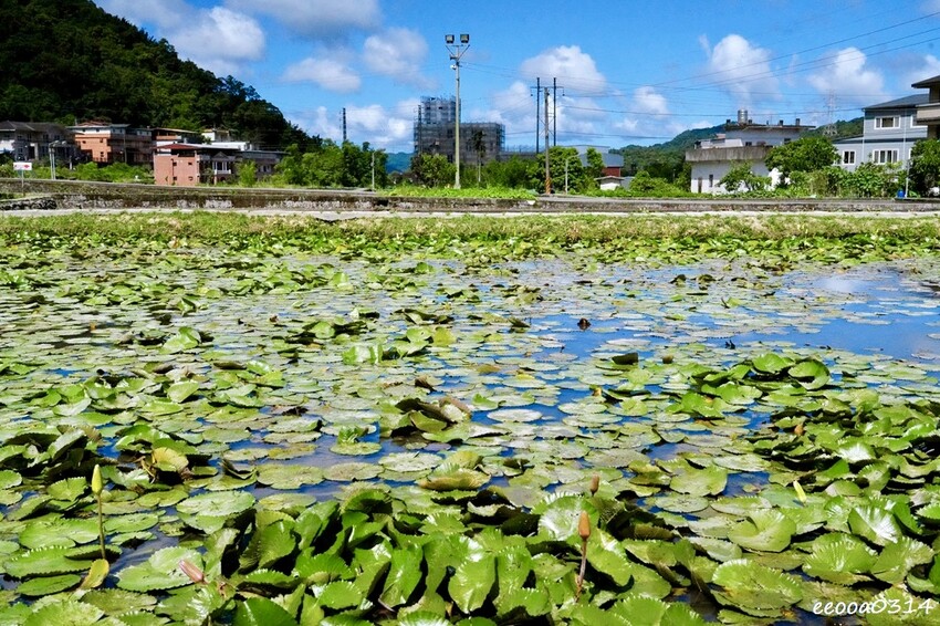 雙溪荷花季開跑|新北免費賞荷花景點推薦,免門票賞花拍照好去處 雙溪荷花季開跑|新北免費賞荷花景點推薦,免門票賞花拍照好去處