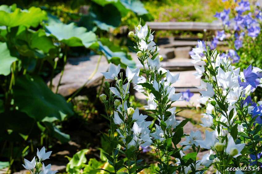 鎌倉一日遊推薦|親子散步景點「長谷寺」不只有紫陽花,四季皆美 鎌倉一日遊推薦|親子散步景點「長谷寺」不只有紫陽花,四季皆美