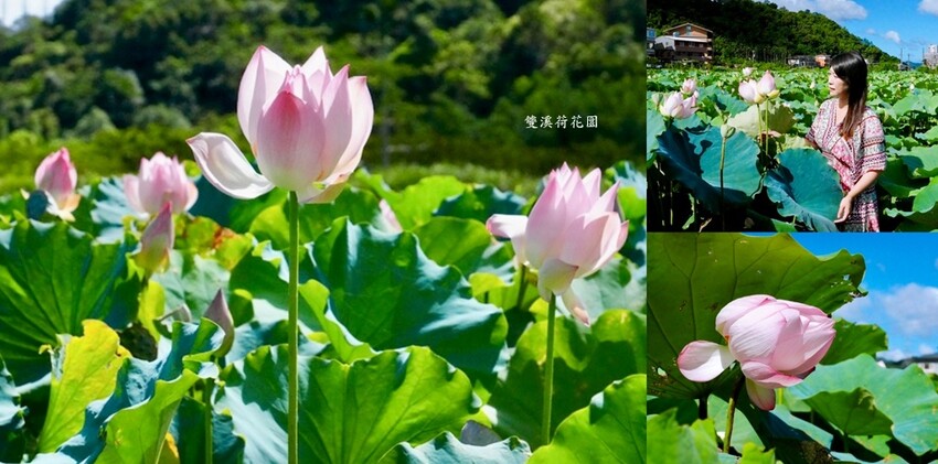 雙溪荷花季開跑|新北免費賞荷花景點推薦,免門票賞花拍照好去處 雙溪荷花季開跑|新北免費賞荷花景點推薦,免門票賞花拍照好去處
