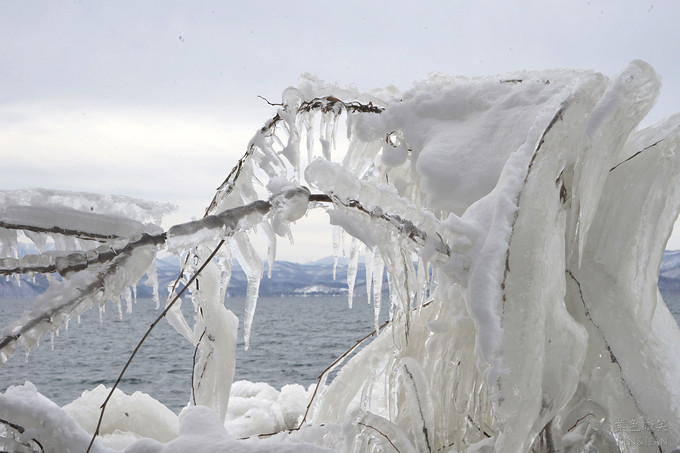 日本福島豬苗代湖冬季必訪！罕見樹冰奇景絕美，天鵝群聚成療癒雪白世界。