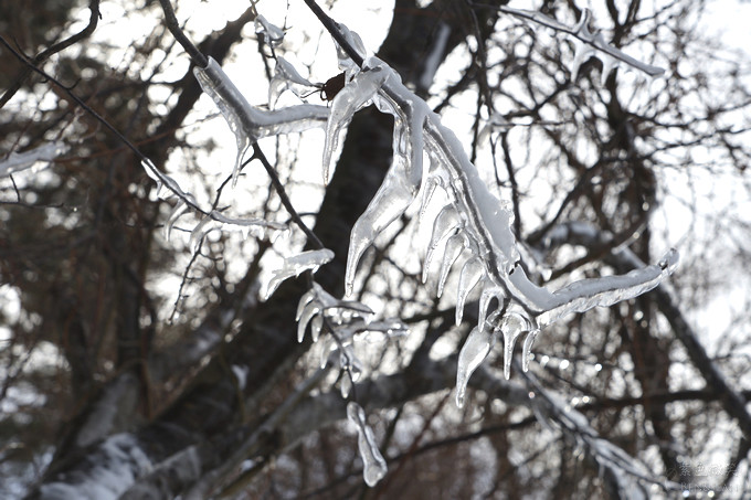 日本福島豬苗代湖冬季必訪！罕見樹冰奇景絕美，天鵝群聚成療癒雪白世界。