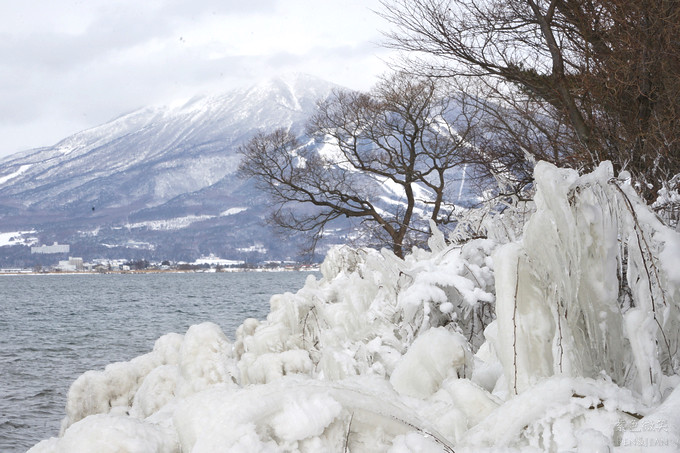 日本福島豬苗代湖冬季必訪！罕見樹冰奇景絕美，天鵝群聚成療癒雪白世界。
