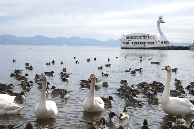 日本福島豬苗代湖冬季必訪！罕見樹冰奇景絕美，天鵝群聚成療癒雪白世界。