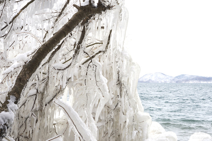 日本福島豬苗代湖冬季必訪！罕見樹冰奇景絕美，天鵝群聚成療癒雪白世界。