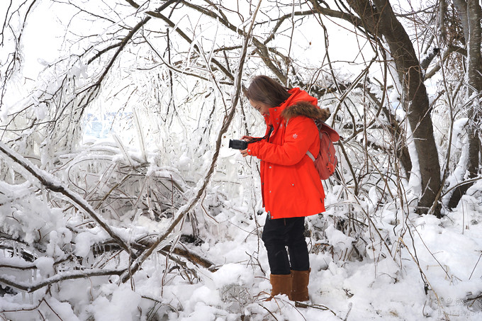 日本福島豬苗代湖冬季必訪！罕見樹冰奇景絕美，天鵝群聚成療癒雪白世界。