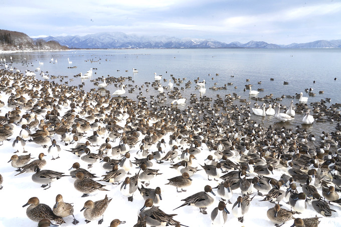 日本福島豬苗代湖冬季必訪！罕見樹冰奇景絕美，天鵝群聚成療癒雪白世界。