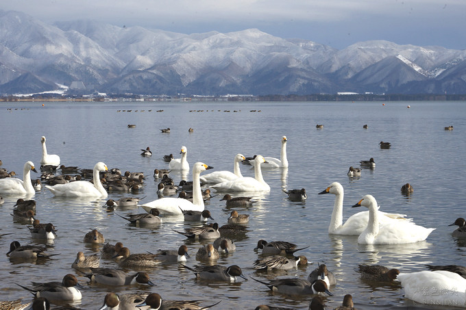 日本福島豬苗代湖冬季必訪！罕見樹冰奇景絕美，天鵝群聚成療癒雪白世界。