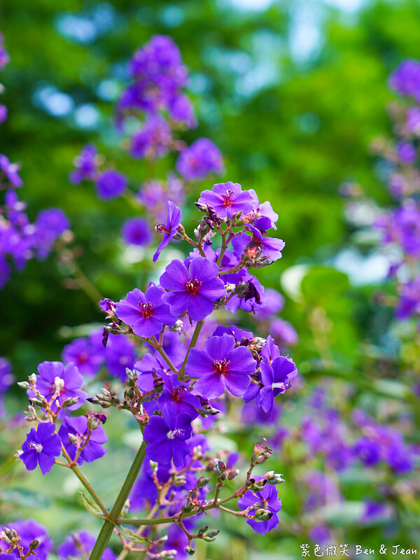 香格里拉休閒農場,宜蘭住宿首選,親子景點玩樂趣,銀絨牡丹季必訪秘境