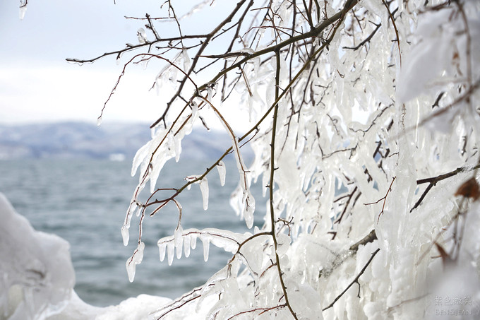 日本福島豬苗代湖冬季必訪！罕見樹冰奇景絕美，天鵝群聚成療癒雪白世界。