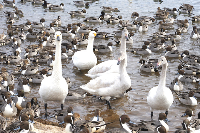 日本福島豬苗代湖冬季必訪！罕見樹冰奇景絕美，天鵝群聚成療癒雪白世界。