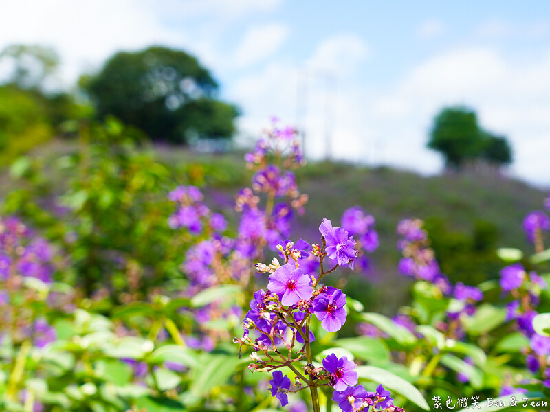 香格里拉休閒農場,宜蘭住宿首選,親子景點玩樂趣,銀絨牡丹季必訪秘境