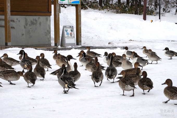 日本福島豬苗代湖冬季必訪！罕見樹冰奇景絕美，天鵝群聚成療癒雪白世界。