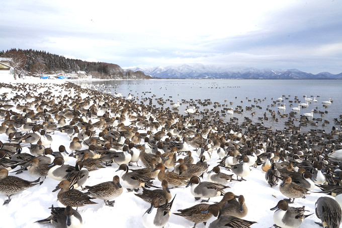 日本福島豬苗代湖冬季必訪！罕見樹冰奇景絕美，天鵝群聚成療癒雪白世界。
