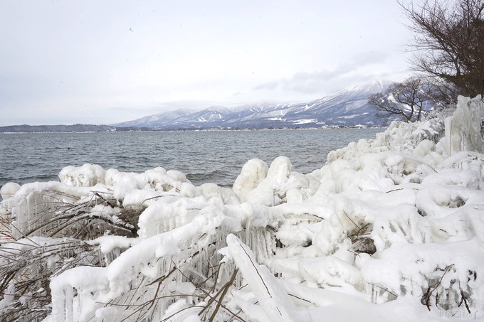 日本福島豬苗代湖冬季必訪！罕見樹冰奇景絕美，天鵝群聚成療癒雪白世界。