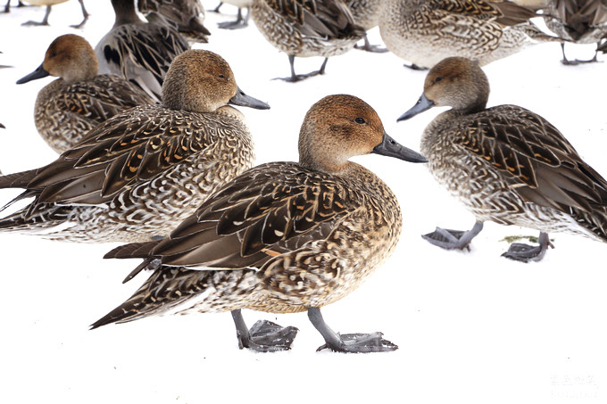 日本福島豬苗代湖冬季必訪！罕見樹冰奇景絕美，天鵝群聚成療癒雪白世界。