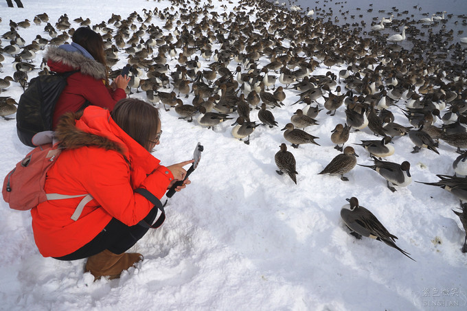 日本福島豬苗代湖冬季必訪！罕見樹冰奇景絕美，天鵝群聚成療癒雪白世界。