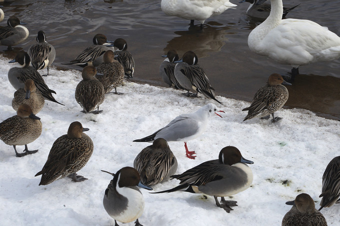 日本福島豬苗代湖冬季必訪！罕見樹冰奇景絕美，天鵝群聚成療癒雪白世界。