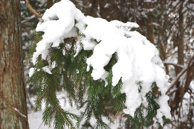 日本福島豬苗代湖冬季必訪！罕見樹冰奇景絕美，天鵝群聚成療癒雪白世界。